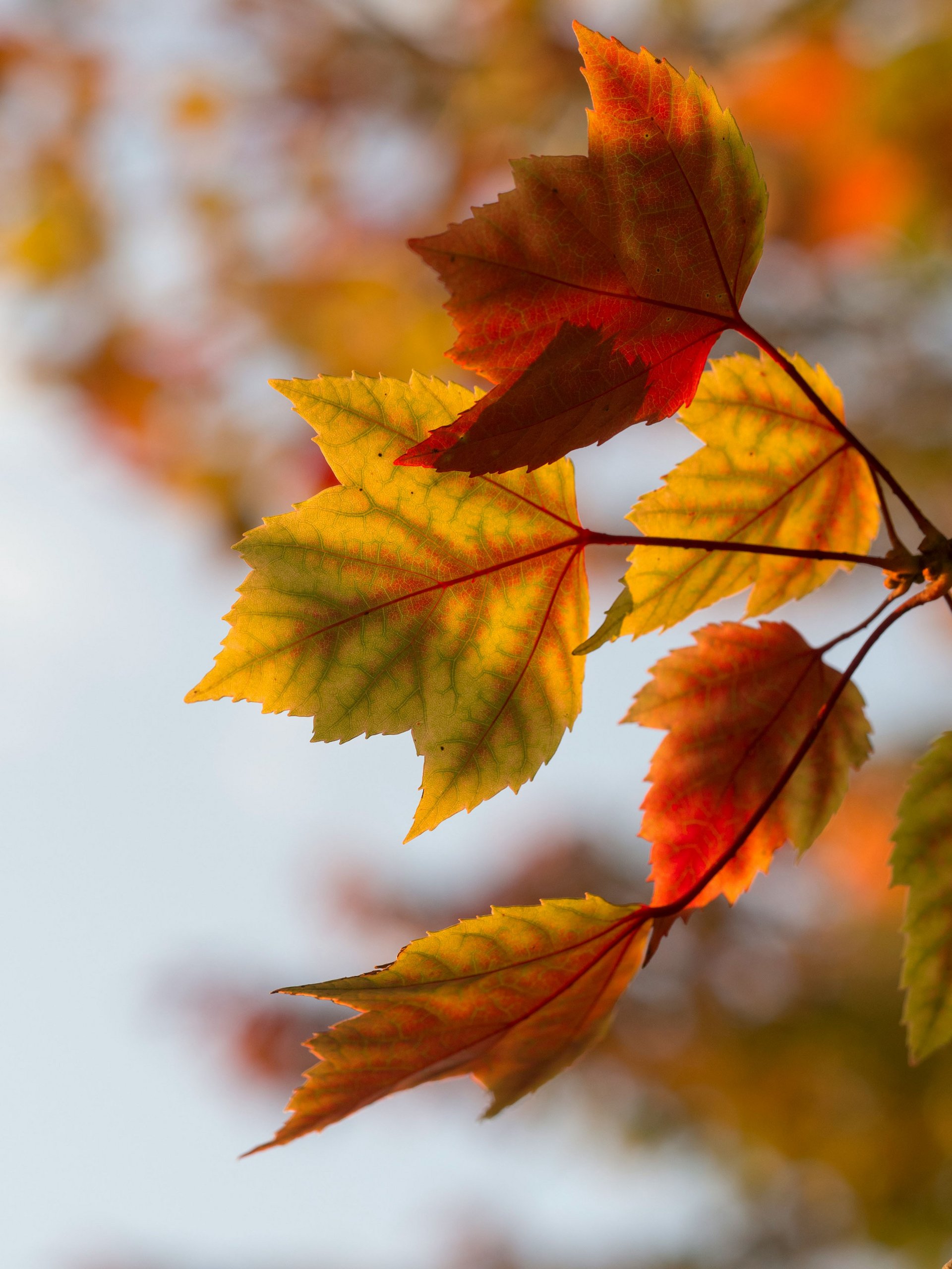 Nahaufnahme von bunten Ahornblättern im Herbst