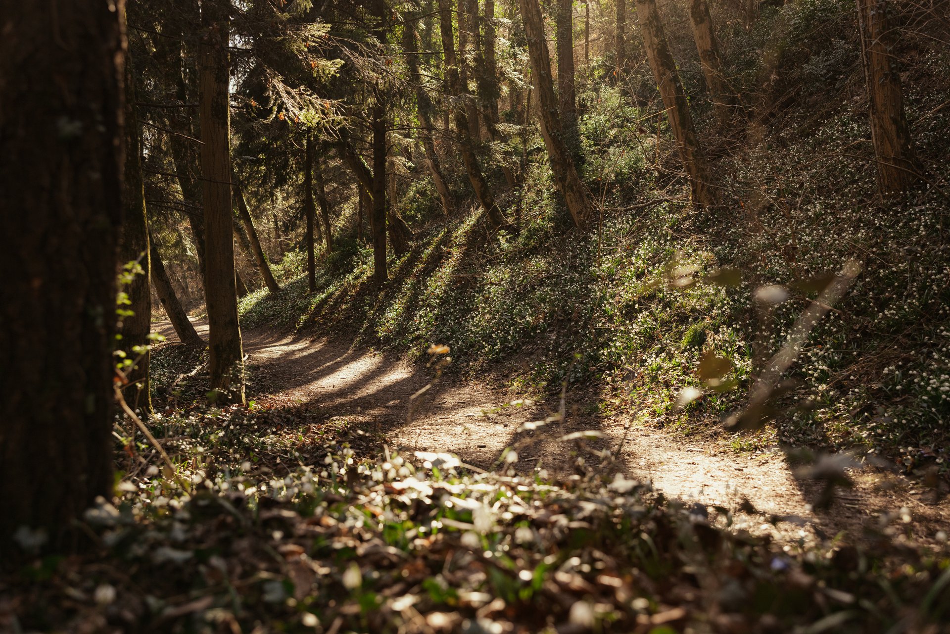 Leichte Wanderungen im Vinschgau Waldweg im Sonnenlicht mit Bäumen und Pflanzen am Hang