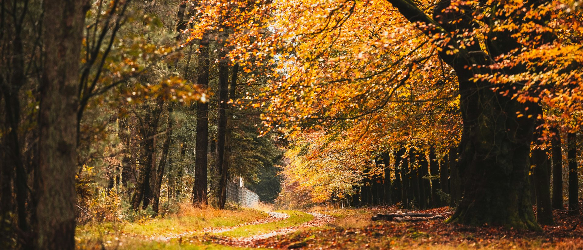 Die schönsten Routen durch den Vinschgau Weg durch einen herbstlichen Wald mit leuchtend orangefarbenem Laub