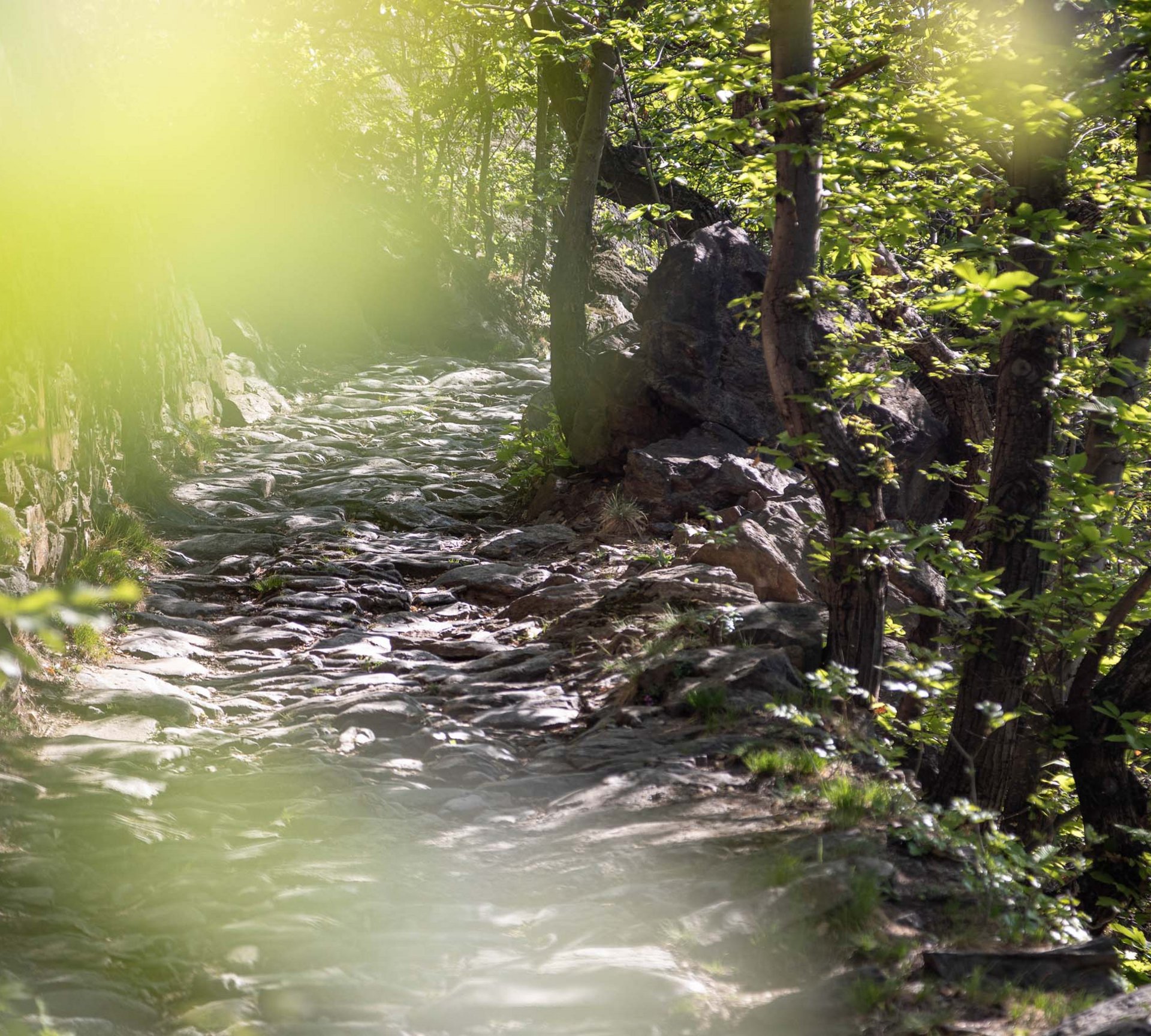 Rocky hiking trail in forest with sunlight filtering through trees
