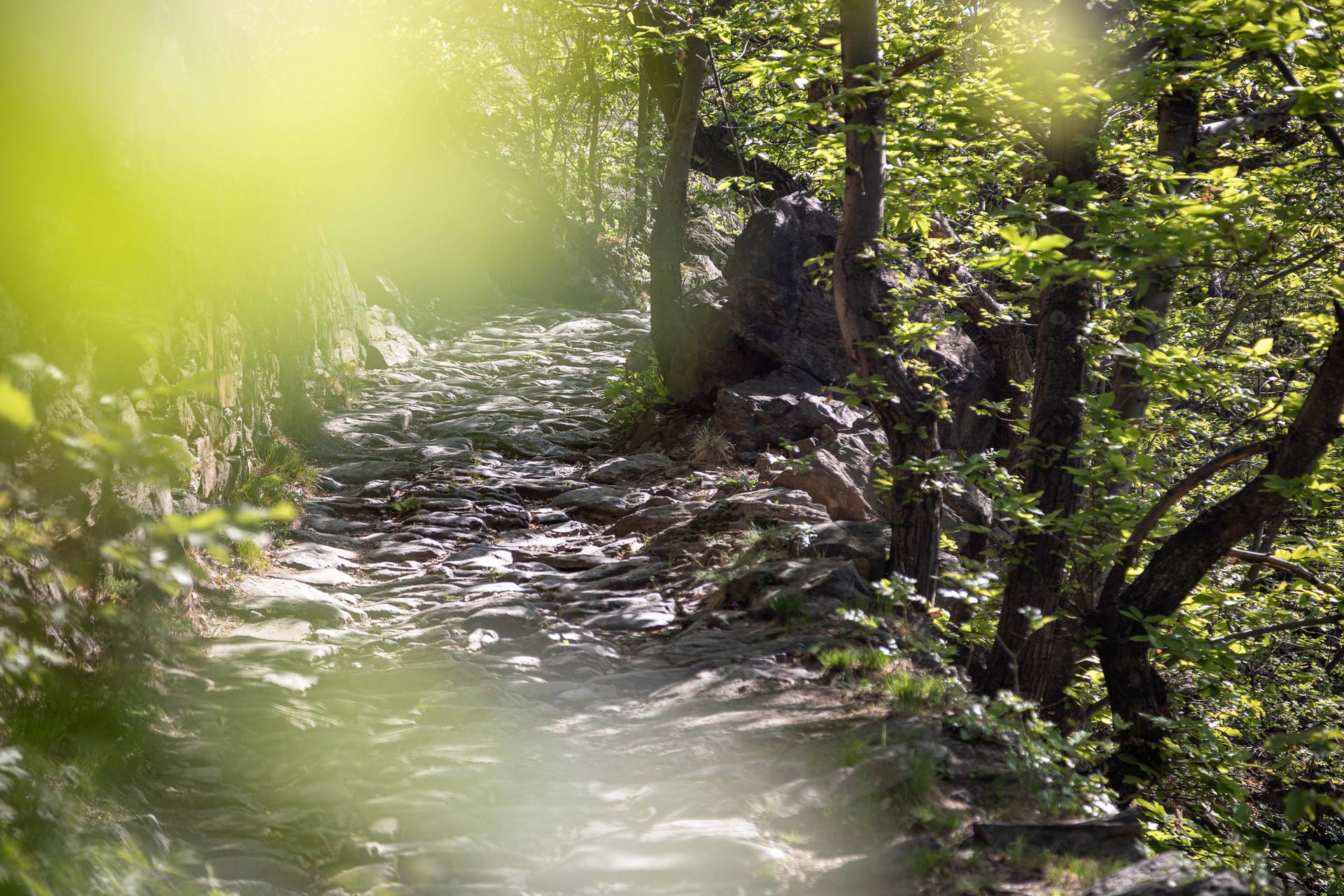 Steiniger Wanderweg im Wald mit Sonnenschein