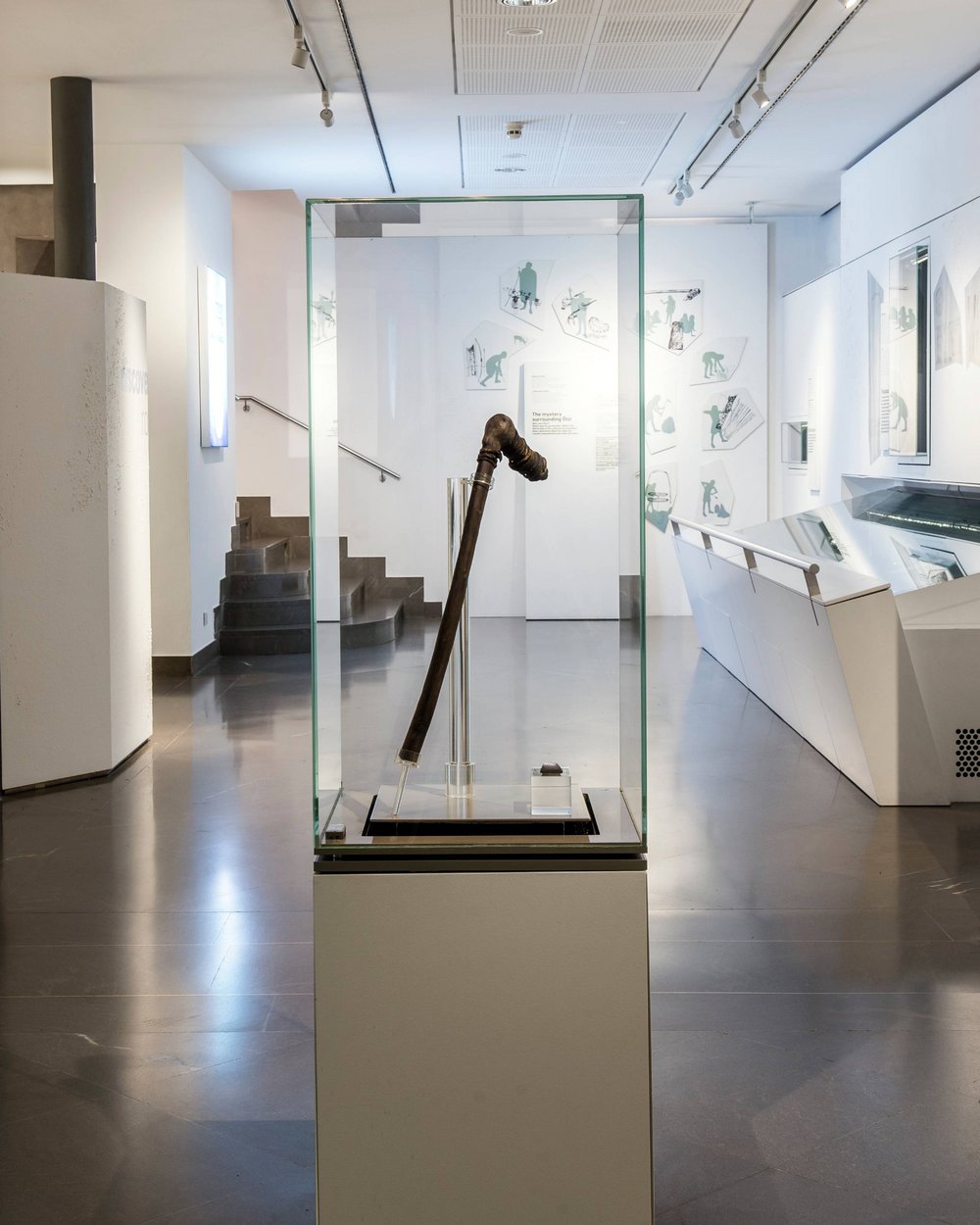 Historischer, gebogener Holzstock in einem Museumsausstellungsraum in einer Glasvitrine