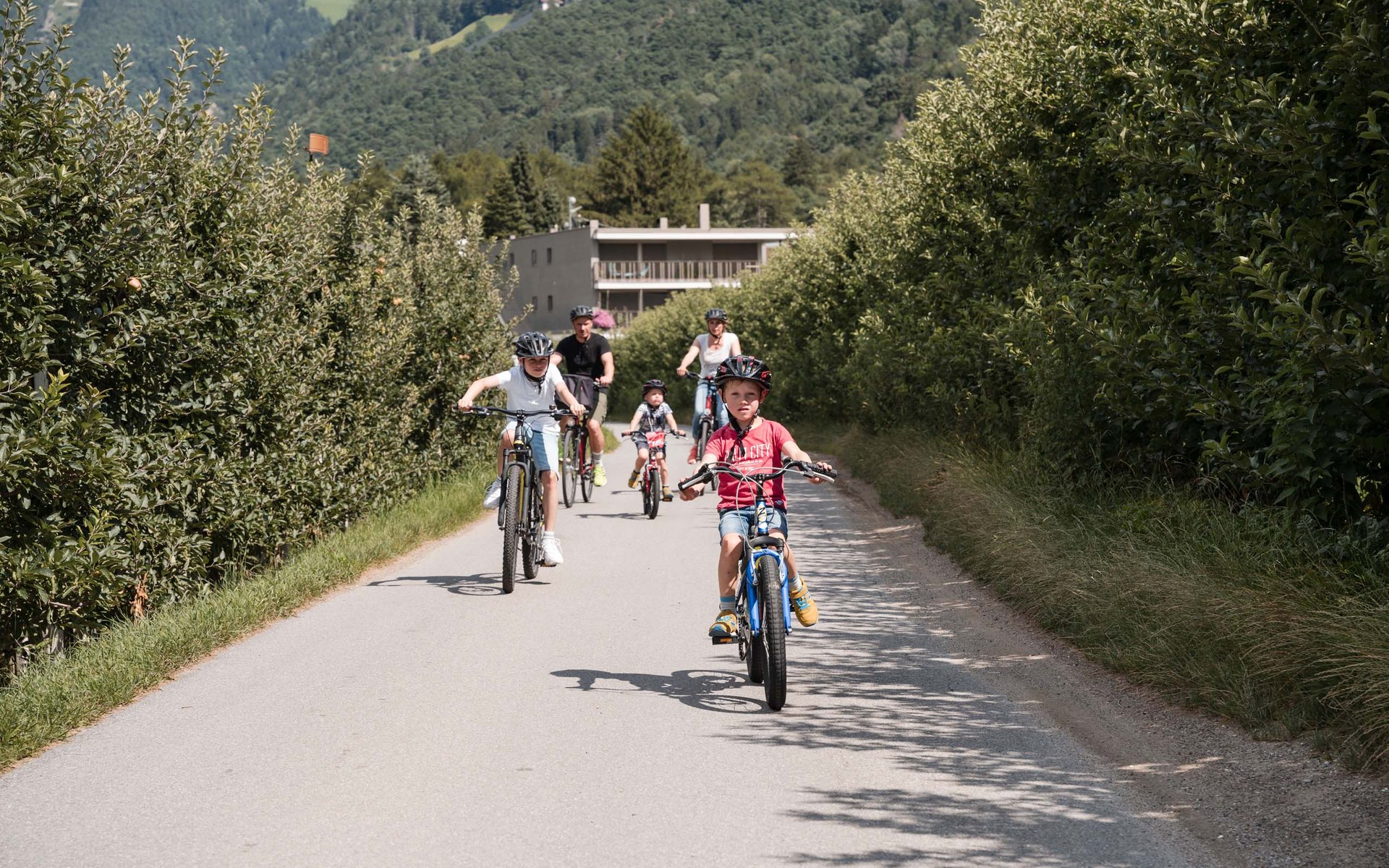 Familie fährt mit Fahrrädern auf einem Weg zwischen Obstbäumen