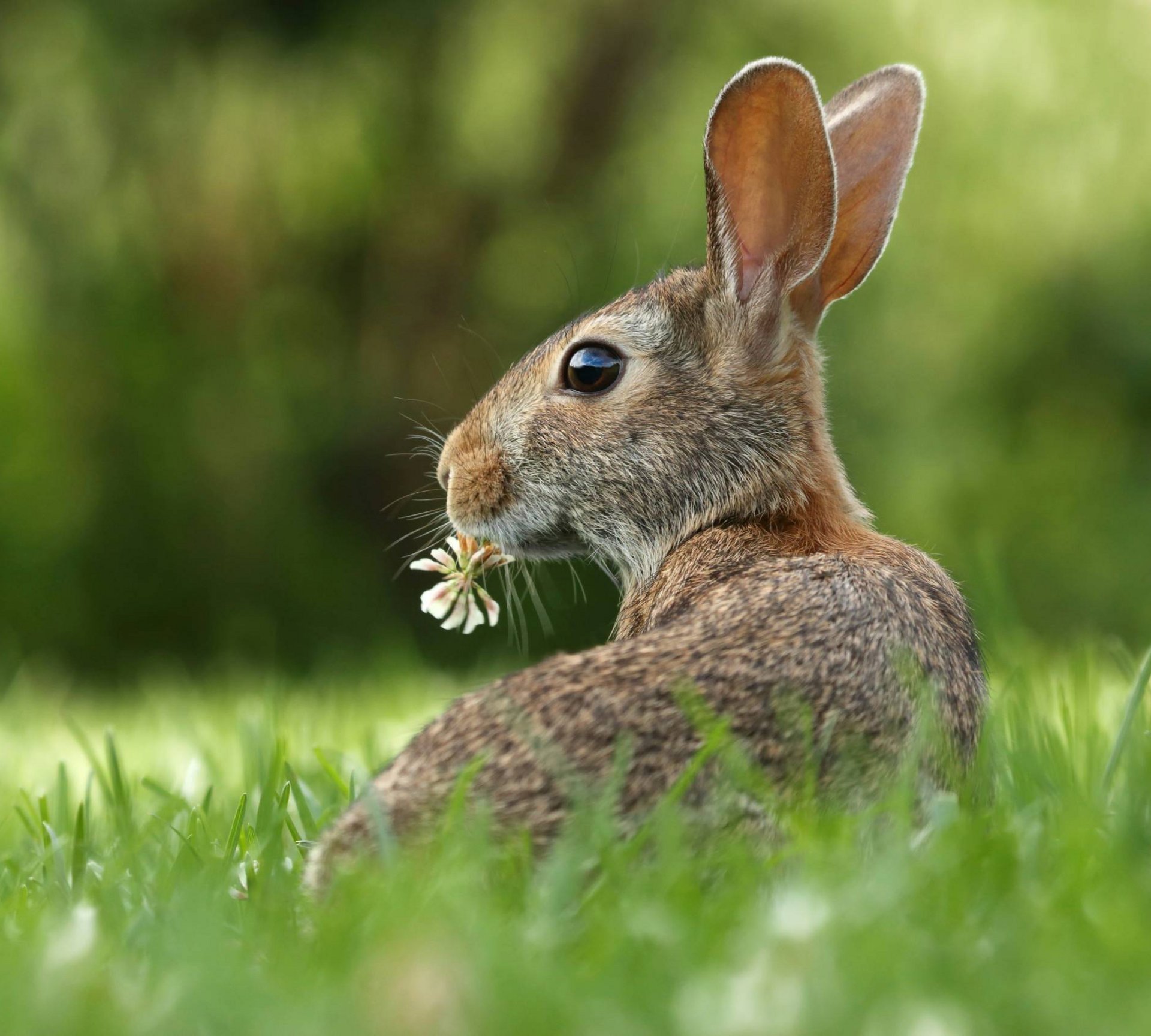 Kaninchen sitzt im Gras mit Blume im Mund